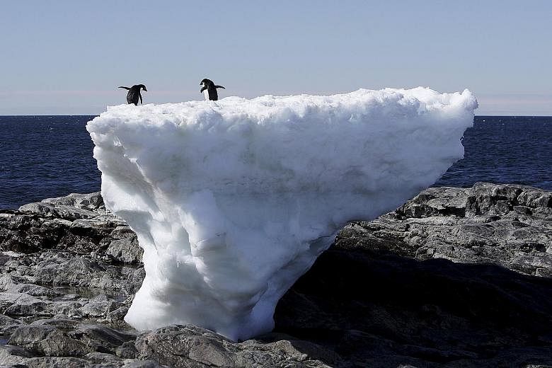 Two Adelie penguins standing atop a block of melting ice on a rocky shoreline at Cape Denison, Commonwealth Bay. According to researchers, the underbelly of the Totten Glacier in East Antarctica is being eroded by warm, salty sea water flowing hundre