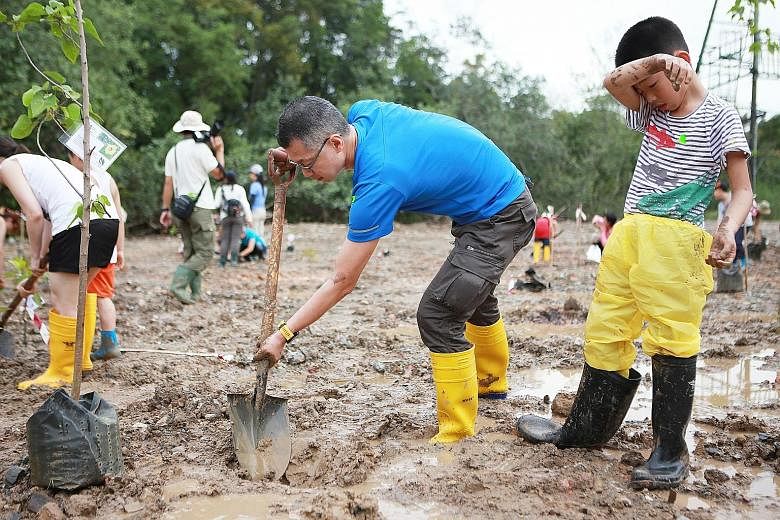 (Top) Mr Sean Lam, 47, and his son Leeuwin, nine, were among more than 100 participants who planted mangrove saplings in Pulau Ubin yesterday. (Above) An artist's impression of a coastal boardwalk of about 500m at Noordin Beach, one of the projects p