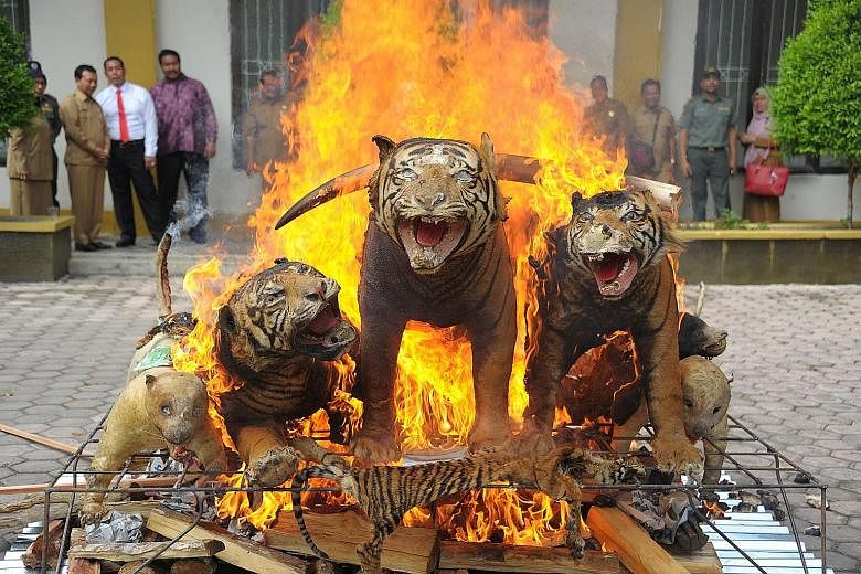 Stuffed Sumatran tigers, ivory and other confiscated items made from endangered animals being destroyed at the Aceh Forestry Ministry Office in Banda Aceh, Indonesia, yesterday. The items were seized from poachers and illegal traders of wild animals 
