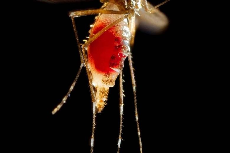 The Aedes aegypti mosquito is capable of spreading the Zika virus, which has been linked in Brazil to more than 1,300 cases of microcephaly, a rare birth defect defined by unusually small heads.
