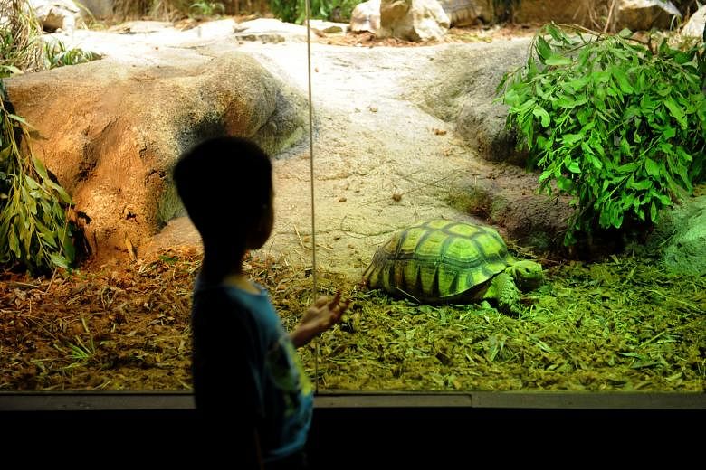 Several specimens from three species of critically endangered tortoise were given a new home at the Singapore Zoo's Tortoise Shell-ter, after they were confiscated. Others were donated by owners who realised it was illegal to own them. 