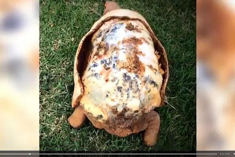 Fred the tortoise gained a new shell from four 3D-printed pieces, after it lost 85 per cent of its original one in a fire. The tortoise was named after horror character Freddy Krueger due to its burns.