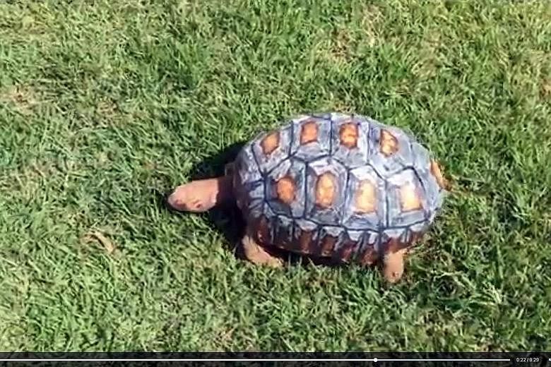 Fred the tortoise gained a new shell from four 3D-printed pieces, after it lost 85 per cent of its original one in a fire. The tortoise was named after horror character Freddy Krueger due to its burns.