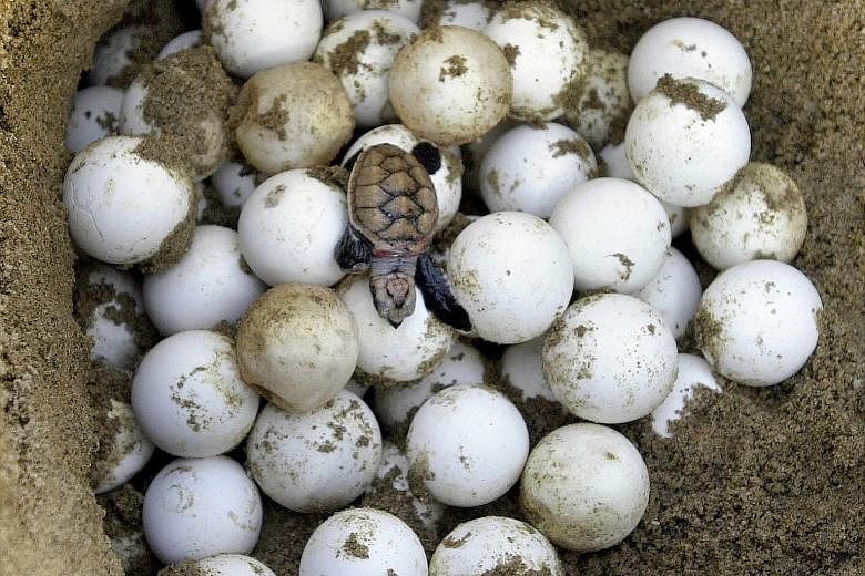 A hawksbill turtle laying between 80 and 120 eggs in broad daylight on Tanjong Beach at Sentosa. ABOVE: Turtle eggs, believed to be of the hawksbill or green variety, were found on Jurong Island. LEFT: A hawksbill hatchling is rescued and redirected 