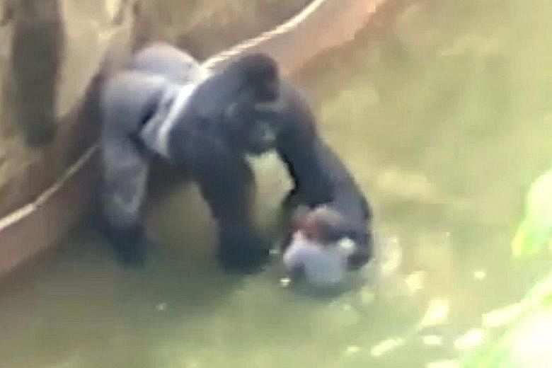 (Right) The male gorilla, named Harambe and weighing over 180kg, grabbed the boy and dragged him around the habitat. The boy was hospitalised with injuries that were not life-threatening. (Below) Harambe, in an undated handout picture from the Cincin