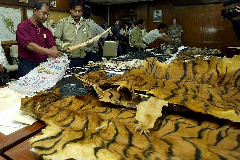 Poachers of Malaysian wildlife could soon be facing stiffer penalties and enforcement. Natural Resources and Environment Minister Wan Junaidi said the ministry was looking into equipping its officers with firearms as well as seeking to make amendment