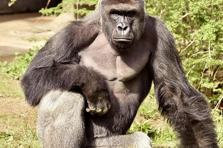 Harambe the gorilla was killed by zoo workers after it took hold of a four-year-old boy who fell into its enclosure. Social media users have called for the boy's parents to be held accountable for the incident.