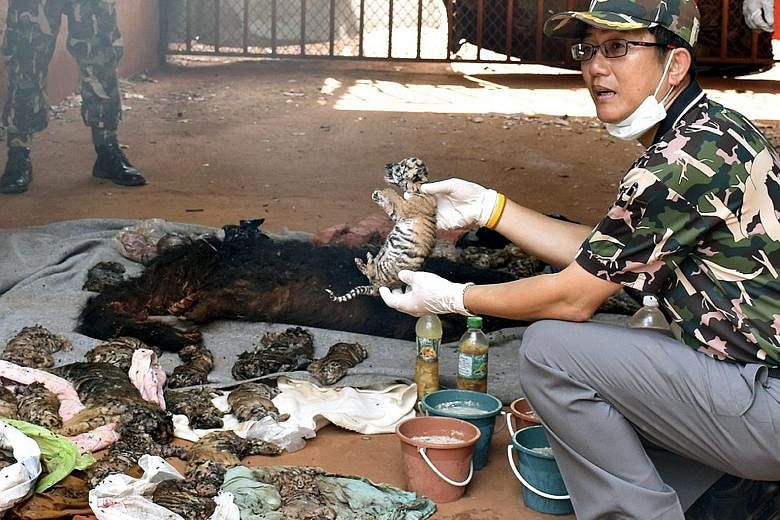 A Thai wildlife official with some of the 40 dead tiger cubs found in a freezer during a raid at a controversial "tiger temple" in Kanchanaburi province yesterday.