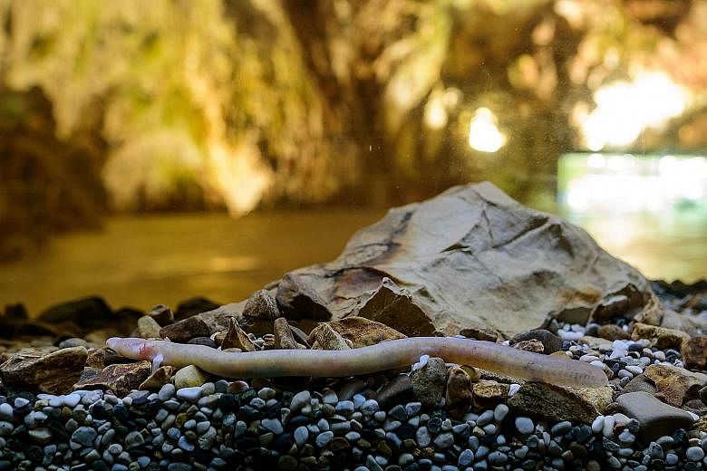 An olm in Postojna cave, photographed on April 25. The ancient underwater predator was once considered living proof that dragons existed. The protected species, which breeds only once in a decade, has been living in the world-famous cave for millions