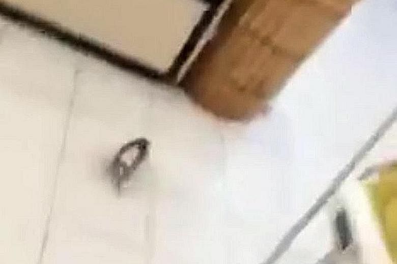 The rat problem came to light after Facebook user Sun Yu Ming uploaded photos and a video of a rat in the FairPrice outlet at Kang Kar Mall on Monday and Tuesday. The minute-long video shows a rat scurrying out towards the vegetable section.