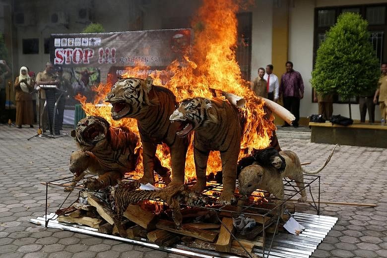 Confiscated items made from endangered animals being destroyed at the Aceh Forestry Ministry Office in Banda Aceh, Indonesia, last month. They were confiscated from poachers and illegal traders in Aceh as the government continues to fight the trade o
