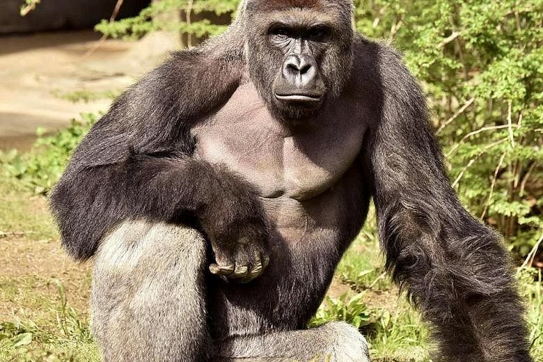 Social media users were outraged over Harambe's death. The boy's mother, the zoo and some innocent people were targets of online abuse.