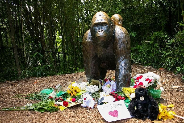 A bronze statue of a gorilla and her baby outside the Cincinnati Zoo's Gorilla World exhibit has become a memorial to male western lowland gorilla Harambe which was killed after a toddler tumbled into its moat on May 28.