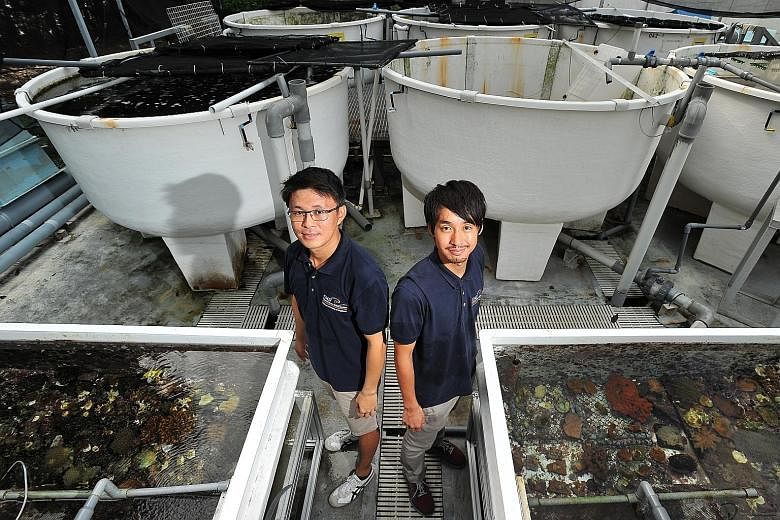 Research assistants Lionel Ng (far left) and Daisuke Taira at the outdoor aquarium of the Tropical Marine Science Institute (above) on St John's Island. They are part of a team of eight marine biologists tending to the two coral nurseries off Lazarus