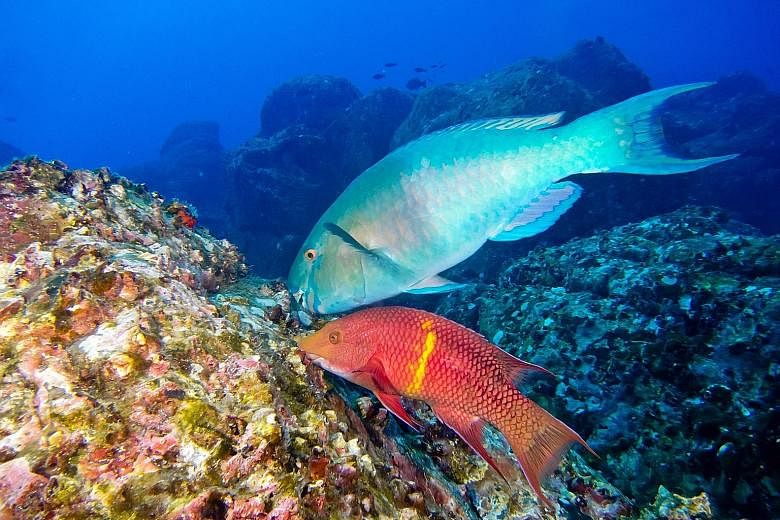 A normally healthy interaction between fish and coral has turned deadly, scientists have found after a three-year study to understand the impact of overfishing and nutrient pollution on coral reefs. In typical conditions, parrotfish (top in picture) 