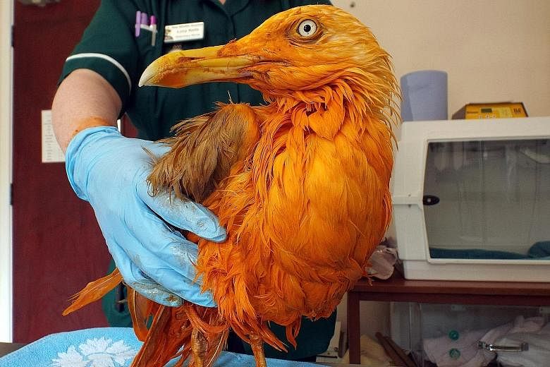 Wildlife hospital staff said the bird still smelt 'amazing' after the curry was washed off.