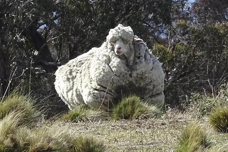 A sheep bearing some 40kg of fleece after going on a walk lasting years. It was finally shorn in Canberra last year. Livestock specialist Phil Graham said the weight of mature ewes in Australia has risen by 15kg between 1990 and 2010.