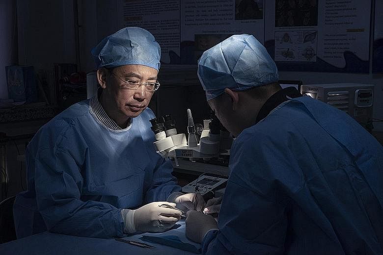 Pictures of mice in Dr Ren's lab in Harbin, China. He has experimented with head transplants on mice but they have lived for only a day. Dr Ren Xiaoping of Harbin Medical University proposes to remove two heads from two bodies, then connect the blood