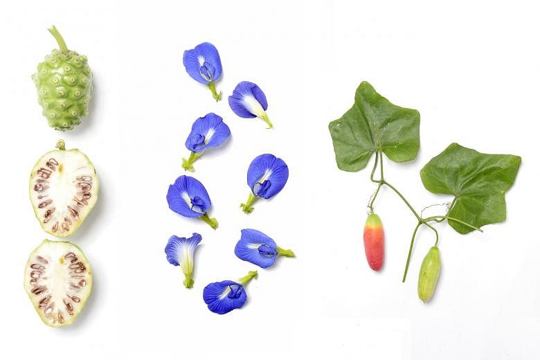 Food found in Punggol: (From left) The noni fruit, also known as the Indian mulberry; butterfly pea flowers; the ivy gourd, also known as baby watermelons. 
