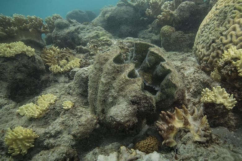 Corals destroyed by bleaching at Lizard Island on the Great Barrier Reef last month.