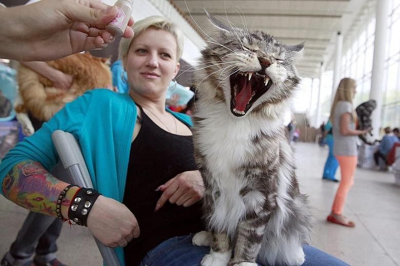 A woman with her Maine Coon cat during the World Cat Show - 2016 international exhibition in Minsk, Belarus, on Sunday. The exhibition for cat lovers displayed more than 300 cats and featured cat activities, competitions and shows.