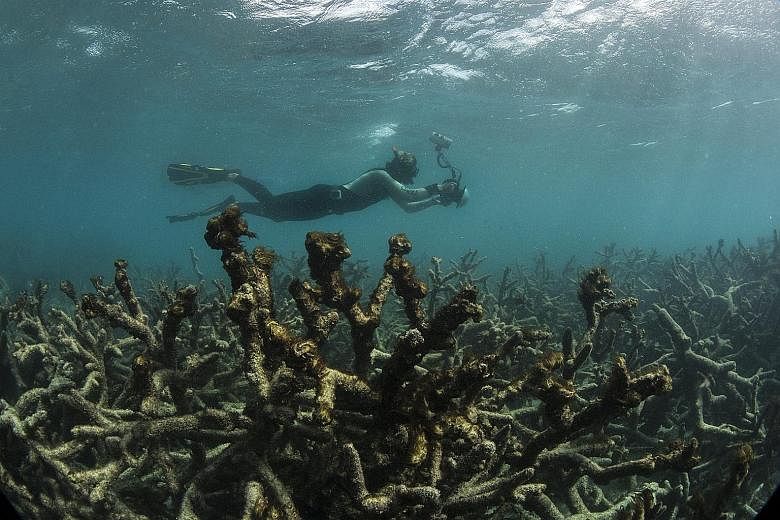 Coral bleaching has destroyed vast tracts of the Great Barrier Reef, a World Heritage site which is home to more than 1,600 types of fish and over 30 species of whales and dolphins.