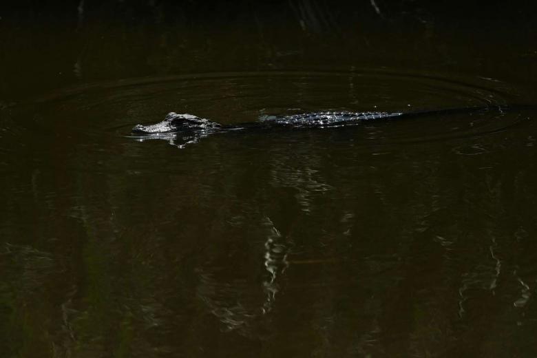 Florida has 1.3 million wild alligators but attacks are rare The