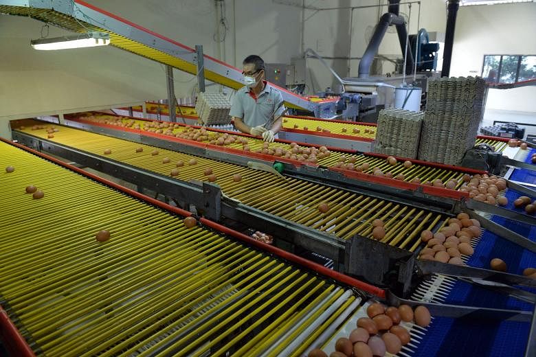 Eggs being inspected, checked, processed and packed at Seng Choon Farm in Lim Chu Kang. AVA chief executive Tan Poh Hong said the 20-year lease tenure will provide more certainty to farms and enable them to invest in intensive, highly productive technolog