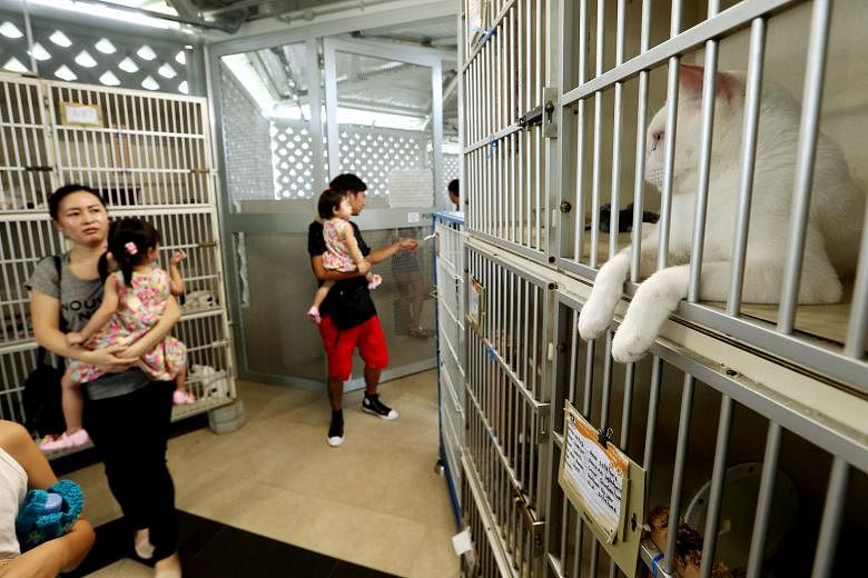 Visitors to the SPCA's new premises in Sungei Tengah, which are bigger and have more facilities. However, adoption rates of abandoned and stray animals have dropped from about 95 a month at the old premises to about 66 a month. Visitor numbers have also d