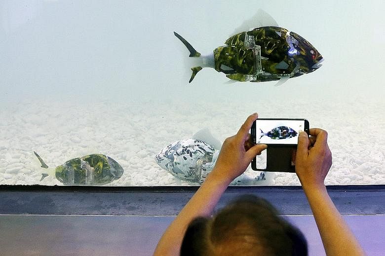 A robot fish swimming in an aquarium catches the fancy of a visitor at the 2016 Korea Aqua Pet Show, which is being held at a convention centre in Seoul, South Korea. The show started on Friday and runs until today.