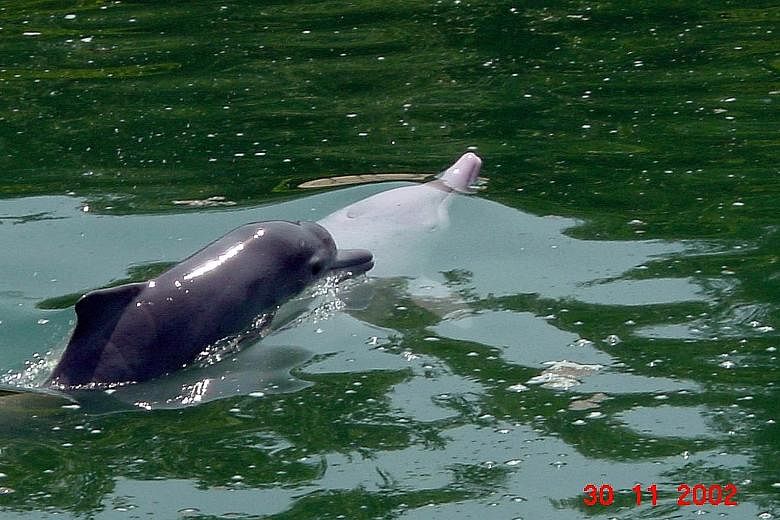 Conservation Efforts: In 2002, an Indo-Pacific humpbacked dolphin was born at UWS, which the attraction said was the world’s first recorded captive birth of the species.