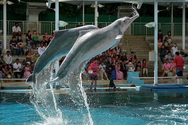 A pair of pink dolphins performing at Underwater World Singapore. The 25-year-old oceanarium will close next week as the lease on its premises nears expiry and it faces stiff competition from the Marine Life Park and Dolphin Island at Resorts World Sentos