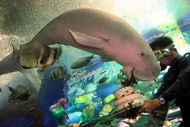 Conservation Efforts: Gracie the dugong was taken in by UWS in 1998 after its mother drowned off Pulau Ubin. Gracie lived at UWS until 2014 when it died of an acute digestive disorder.