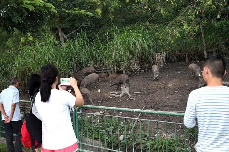 A video posted by a user on the Facebook group Love Cycling SG shows about 10 boars of various sizes at a muddy patch of bare ground in Pasir Ris. A woman is also seen emptying out the contents of several plastic bags near the animals, which the boar