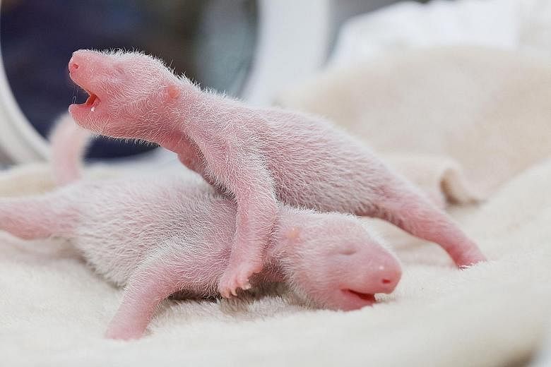 Twin giant panda cubs unveiled in Chengdu, Sichuan province, yesterday. According to local media, a giant panda named Ya Li gave birth to the twins on June 20, making the young ones the first giant panda twins born this year.