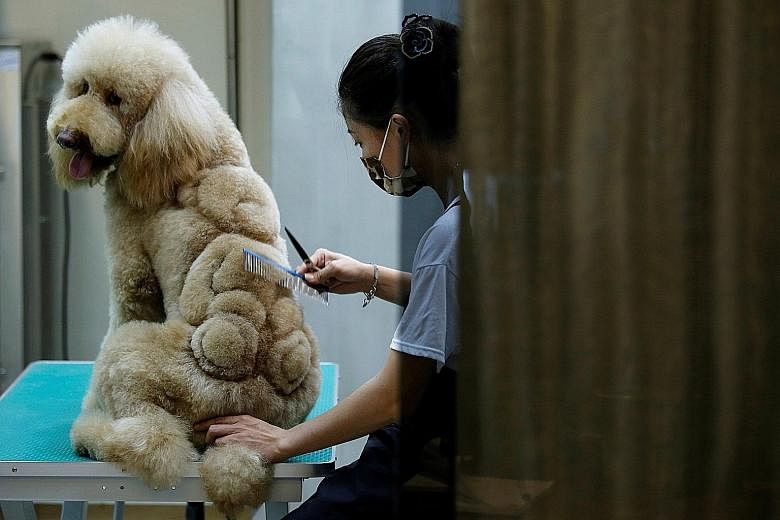 An employee trimming a teddy bear image on the fur of a dog at a pet shop in Tainan, Taiwan, on Sunday. This is no ordinary trip to the pet groomer. At the salon, some cats and dogs are getting very creative, custom cuts. Groomers may snip a pet's fu