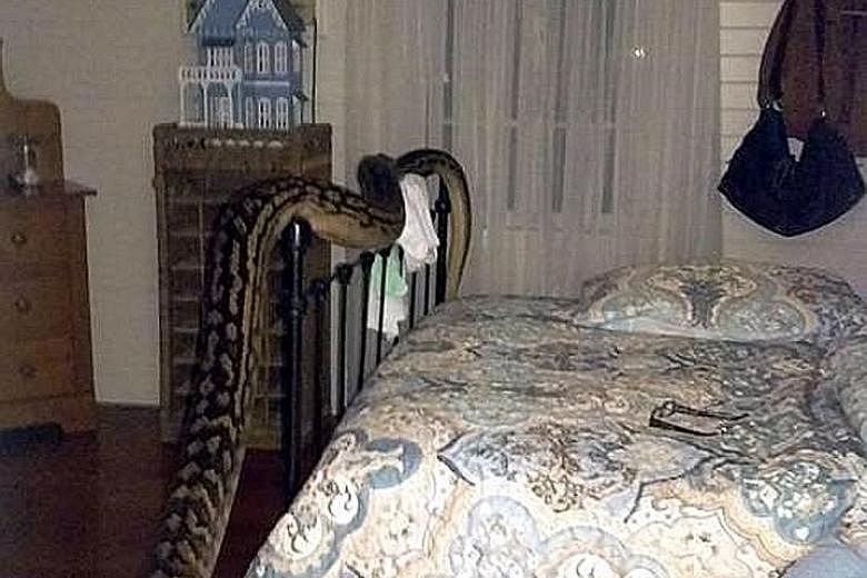 This picture taken from the Facebook page of Ms Trina Hibberd, a resident of Mission Beach in Queensland, Australia, shows a 5.2m-long python named "Monty" that slithered into her bedroom in the early hours yesterday. The 40kg reptile was discovered 
