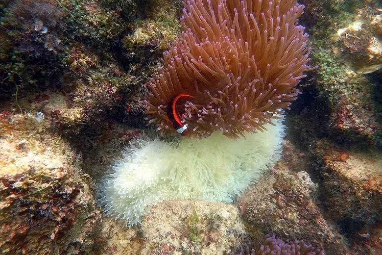 Bleaching occurs when abnormally high sea temperatures cause corals and related organisms such as sea anemones to expel the symbiotic micro-algae living in them. Hence, they appear white like the bubble-tip anemone seen here.