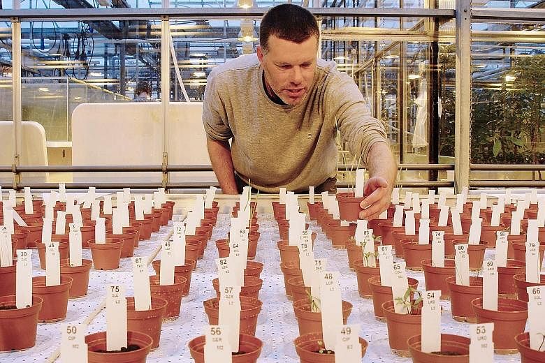Ecologist Wieger Wamelink inspecting the plants grown on soil similar to that on Mars at the Wageningen University.
