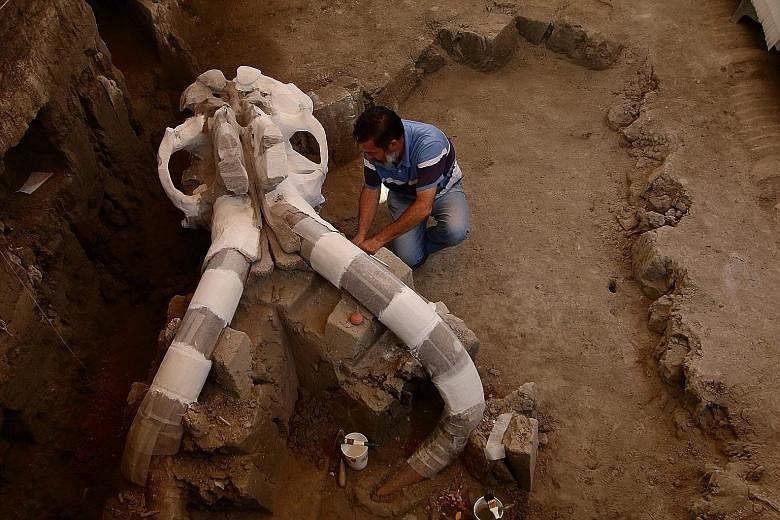 Mexican archaeologist Luis Cordoba working on the tusks and skull of the fossilised skeleton of a mammoth discovered in the village of Tultepec near Mexico City. Archaeologists from Mexico's National Institute of Anthropology and History are also car