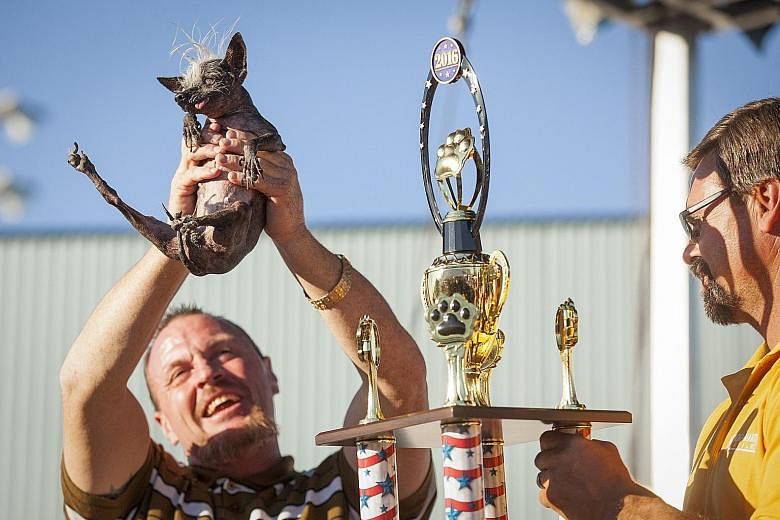 Sweepee Rambo, the winner of the World's Ugliest Dog Contest, being shown off by its jubilant owner Jason Wurtz at the trophy presentation on Friday. The annual competition at the Sonoma-Marin Fair in Petaluma, California, saw participants from aroun