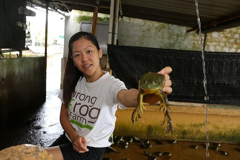 Mr Leon Hay, business director of Hay Dairies, Singapore's only goat farm, says he is willing to plunge his retirement savings into moving the farm, come 2019, if there is a future for the industry. Jurong Frog Farm director Chelsea Wan showing off a