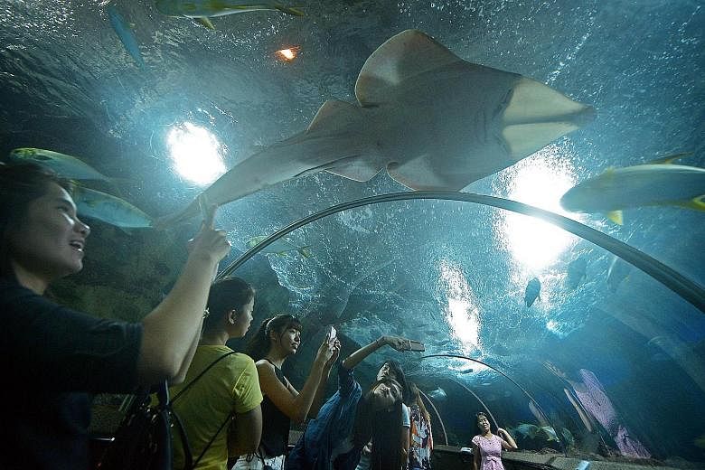 A sea of visitors snapped their last photos, videos and selfies with marine life in the submarine tunnel at Underwater World Singapore yesterday. It was the 25-year-old Sentosa attraction's final day of operations. Around 8,500 people thronged the oc