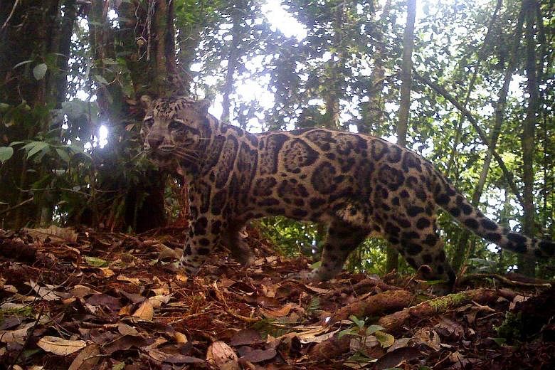 A male Sunda clouded leopard, photographed at around 1,300m above sea level in Crocker Range Park in Sabah, Malaysian Borneo, in 2011. The species is listed as vulnerable. Creatures sighted using camera traps include (from left) an otter civet in Sab