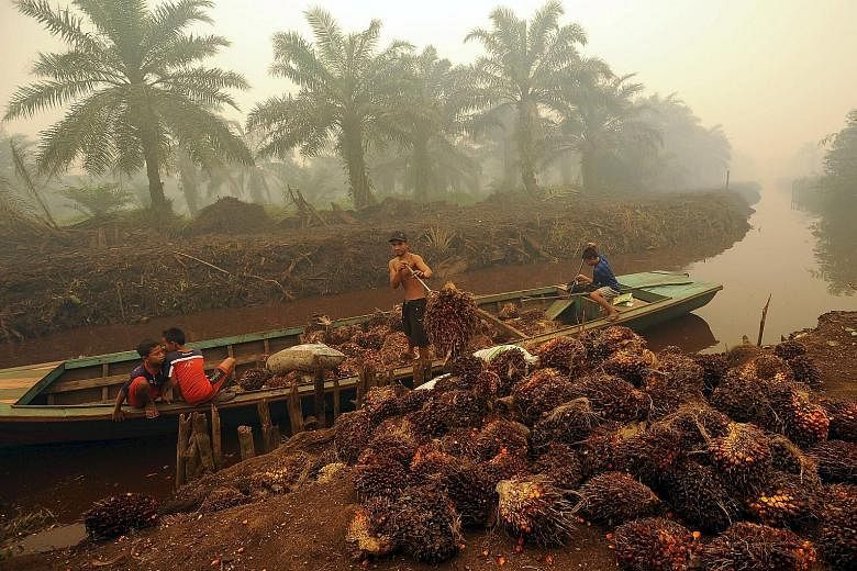 A worker unloading palm fruit at a palm oil plantation in Peat Jaya, Jambi province, Indonesia, at the height of the haze crisis in September last year. Plantations have been blamed for starting fires that caused the haze.