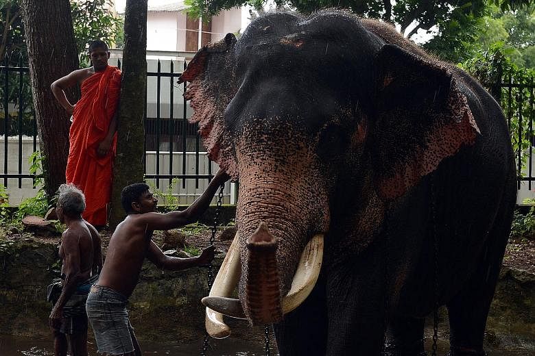 Mahouts giving an elephant a bath at a temple in Colombo. In March, a Buddhist monk was arrested for keeping a two- year-old elephant at his temple in Colombo, but he has denied any wrongdoing.