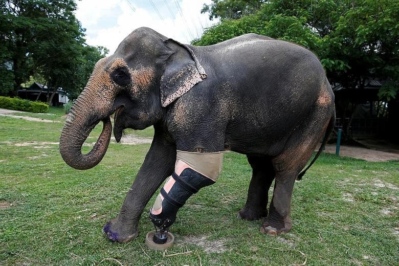 Motala, an elephant that was injured by a landmine, with its prosthetic leg, courtesy of Friends of the Asian Elephant Foundation in Lampang, Thailand.