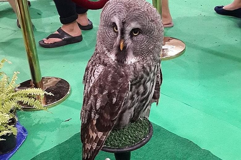 An owl on display in the atrium of a shopping centre just outside Bangkok.