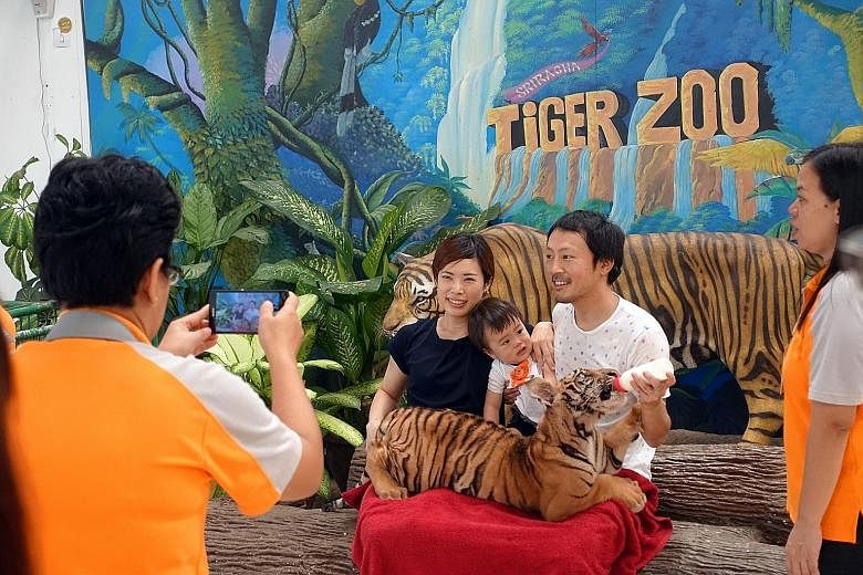 It costs just 200 baht or S$7.80 to feed a cub and have your photo taken at Sriracha Tiger Zoo. Such wildlife attractions abound across Thailand, leading to calls by animal welfare groups for stricter laws.