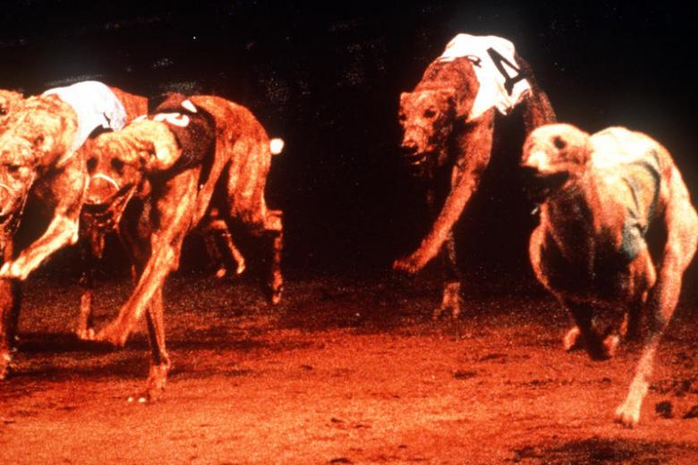 Dog racing banned by Australian state for systemic cruelty The